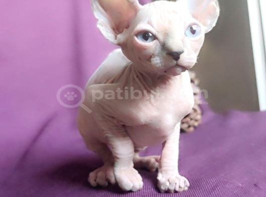 Sfenks Syphynx Kedi Yavruları görsel