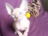 Sfenks Syphynx Kedi Yavruları