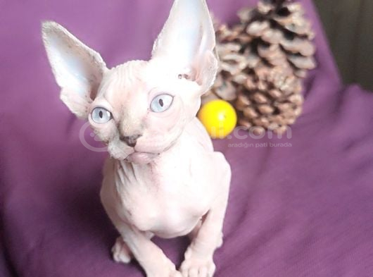 Sfenks Syphynx Kedi Yavruları görsel