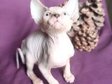 Sfenks Syphynx Kedi Yavruları