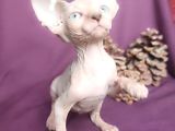 Sfenks Syphynx Kedi Yavruları