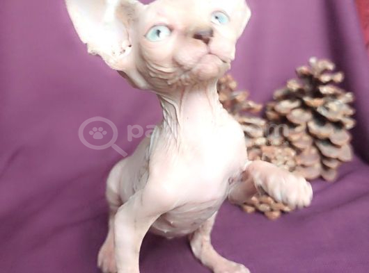 Sfenks Syphynx Kedi Yavruları görsel