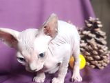 Sfenks Syphynx Kedi Yavruları