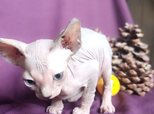 Sfenks Syphynx Kedi Yavruları görsel