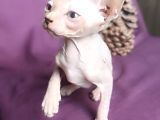 Sfenks syphynx kedi yavruları