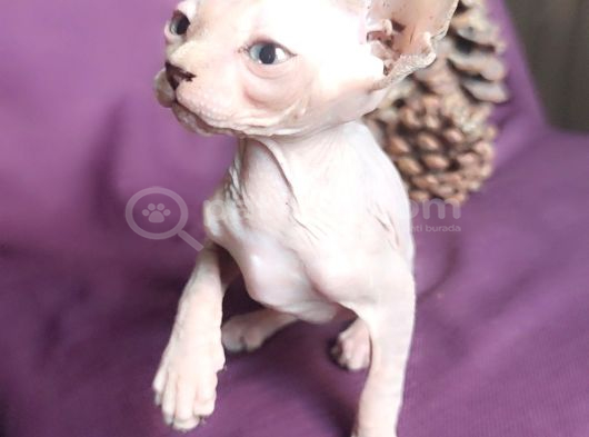 Sfenks Syphynx Kedi Yavruları