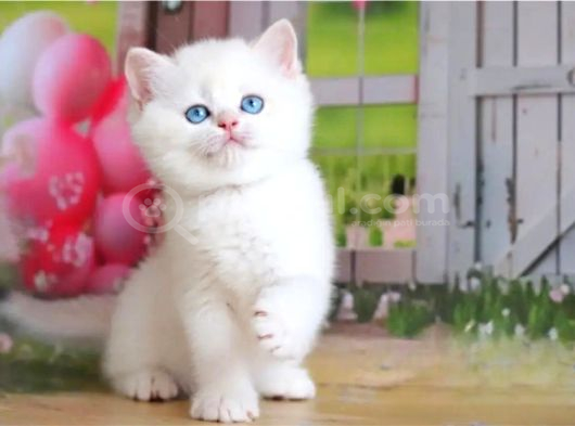 Kar Gibi Beyaz Silver British Shorthair görsel