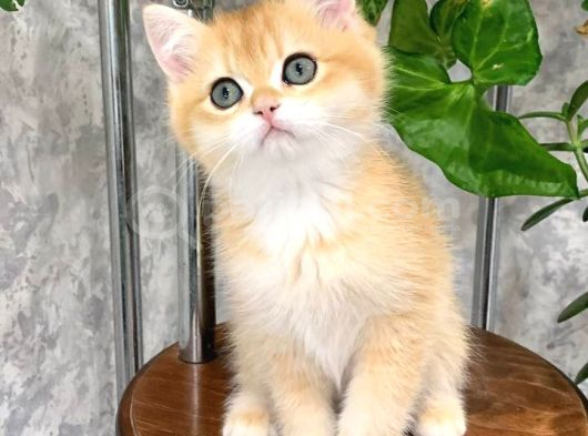 Altın Parlaklığında Golden British Shorthair