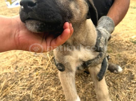 Orjinal Sivas Kangal Yavruları görsel