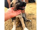 Orjinal Sivas Kangal Yavruları