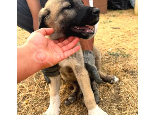 Orjinal Sivas Kangal Yavruları