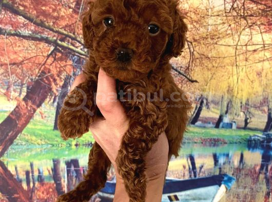 Minnacık Büyümeyen Boy Wc Eğitimli Toy Poodle Bebeğim görsel
