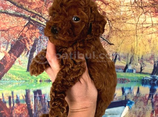Minnacık Büyümeyen Boy Wc Eğitimli Toy Poodle Bebeğim