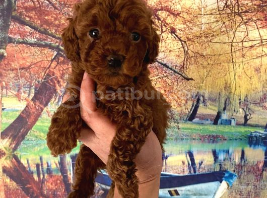 Minnacık Büyümeyen Boy Wc Eğitimli Toy Poodle Bebeğim görsel