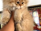 Safkan Scrli British Longhair Yabrular