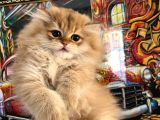 Safkan Scrli British Longhair Yabrular