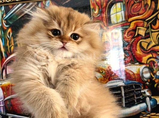 Safkan Scrli British longhair yabrular