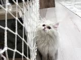 Safkan Scrli British Longhair Yabrular