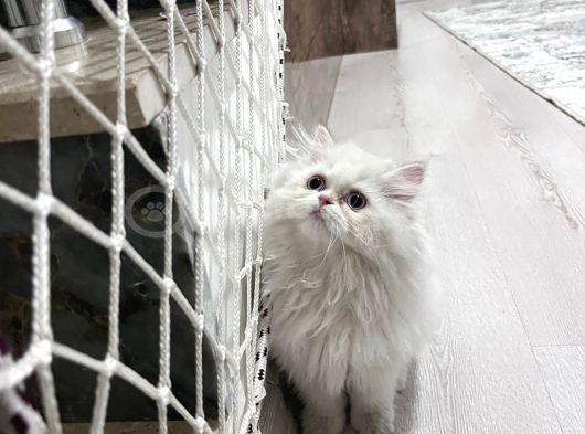 Safkan Scrli British Longhair Yabrular görsel