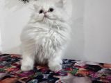 Safkan Scrli British Longhair Yabrular