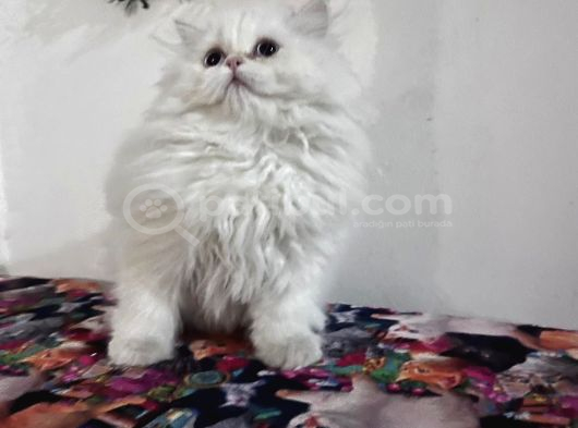 Safkan Scrli British Longhair Yabrular görsel