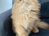 Safkan Scrli British Longhair Yabrular