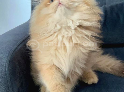 Safkan Scrli British Longhair Yabrular görsel
