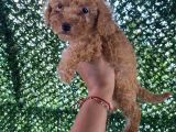 Poodle Tadında Mini Red Maltipo Bebeğim