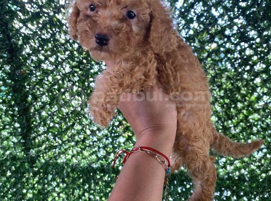 Poodle Tadında Mini Red Maltipo Bebeğim görsel