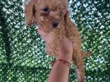 Poodle Tadında Mini Red Maltipo Bebeğim