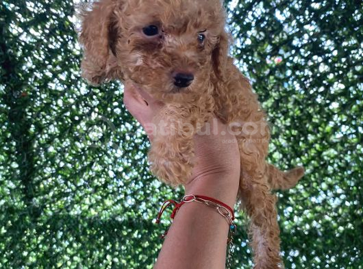 Poodle Tadında Mini Red Maltipo Bebeğim görsel