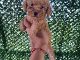Poodle Tadında Mini Red Maltipo Bebeğim