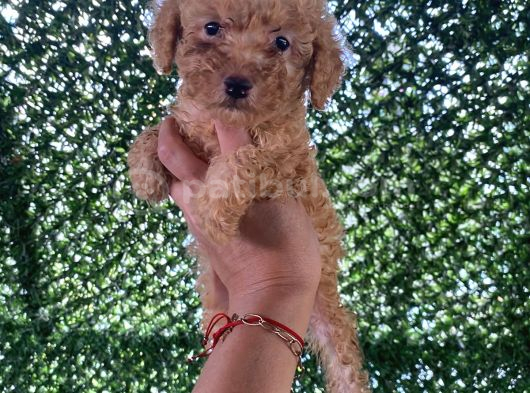 Poodle Tadında Mini Red Maltipo Bebeğim