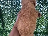Poodle Tadında Mini Red Maltipo Bebeğim