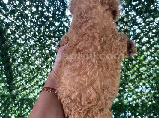 Poodle Tadında Mini Red Maltipo Bebeğim görsel