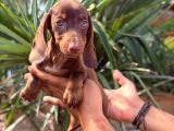 Kısa Ve Uzun Tüylü Dachshund Yavrular