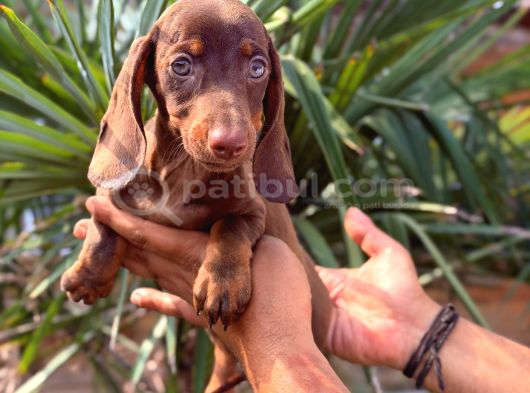 Kısa Ve Uzun Tüylü Dachshund Yavrular görsel