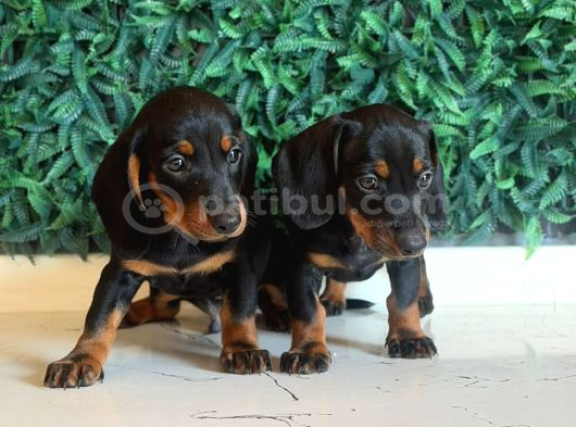 Kısa Ve Uzun Tüylü Dachshund Yavrular görsel