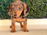 Kısa Ve Uzun Tüylü Dachshund Yavrular