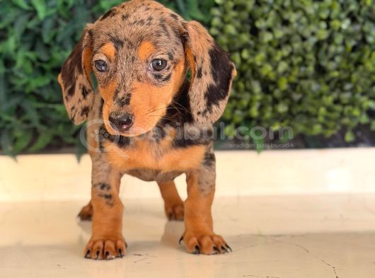 Kısa Ve Uzun Tüylü Dachshund Yavrular görsel