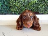Kısa Ve Uzun Tüylü Dachshund Yavrular