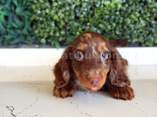 Kısa Ve Uzun Tüylü Dachshund Yavrular görsel