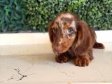 Kısa Ve Uzun Tüylü Dachshund Yavrular