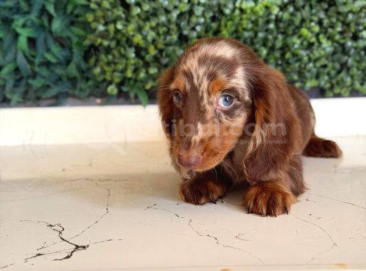 Kısa Ve Uzun Tüylü Dachshund Yavrular görsel
