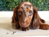 Kısa Ve Uzun Tüylü Dachshund Yavrular