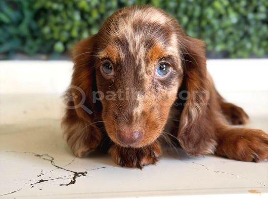 Kısa Ve Uzun Tüylü Dachshund Yavrular görsel