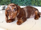 Kısa Ve Uzun Tüylü Dachshund Yavrular
