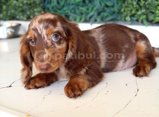 Kısa Ve Uzun Tüylü Dachshund Yavrular görsel