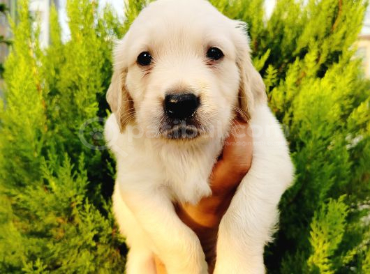 Golden Yavrularııı görsel