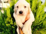 Golden Yavrularııı